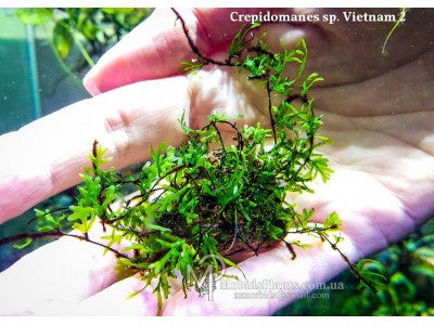 Папоротник Crepidomanes sp. Vietnam 2