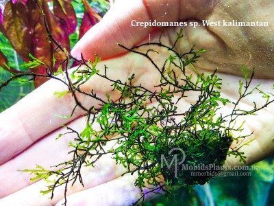 Папоротник Crepidomanes sp. West kalimantan