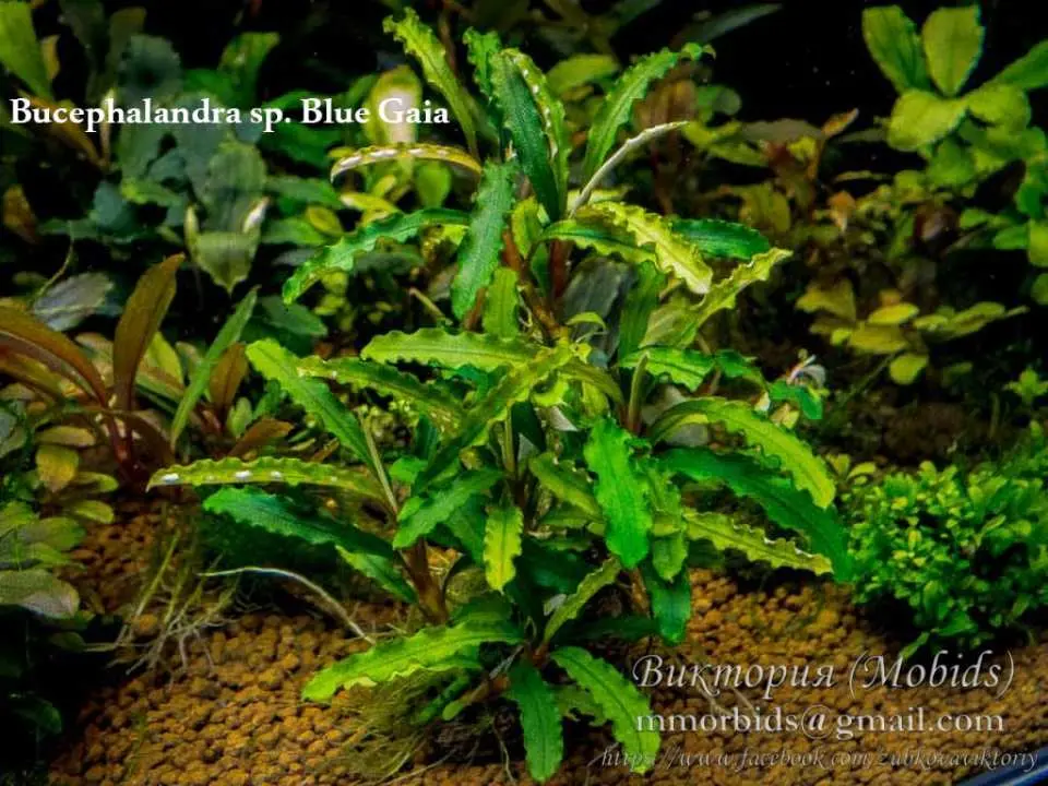 Bucephalandra sp. Blue Gaia Buy at ⁕ Mobids Plants ⁕