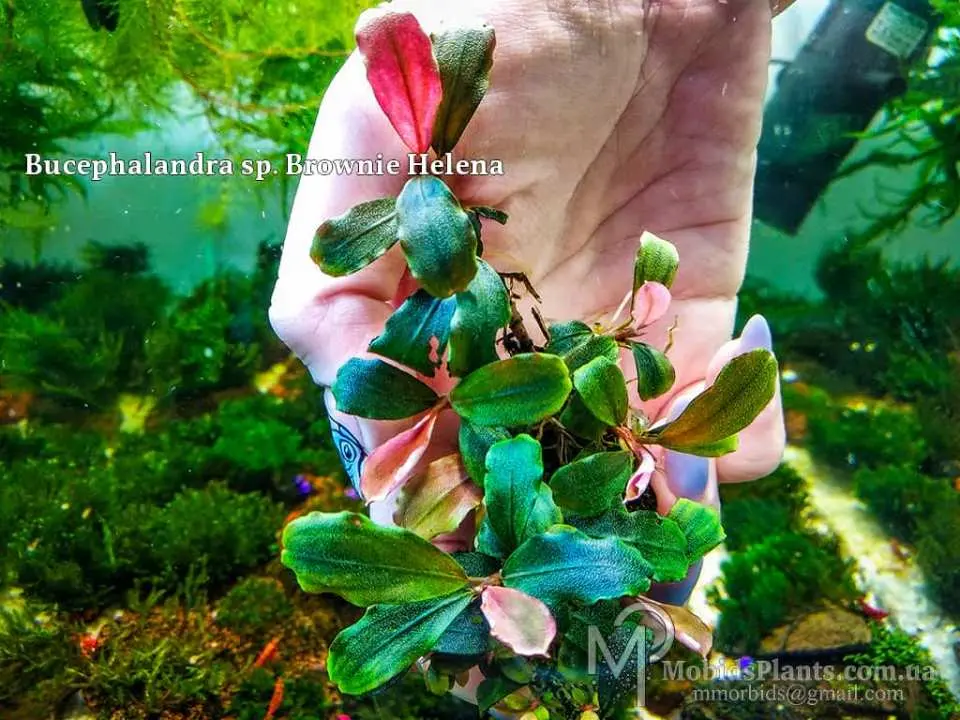 Bucephalandra ブセファランドラ sp.Brownie Helena