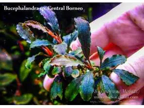Bucephalandra sp. Nanga Mahap Kab.Sanggau Order at ⁕ Mobids Plants ⁕