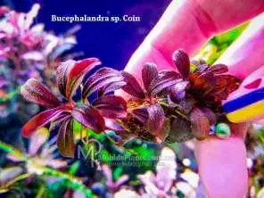 Bucephalandra sp. Nanga Mahap Kab.Sanggau Order at ⁕ Mobids Plants ⁕