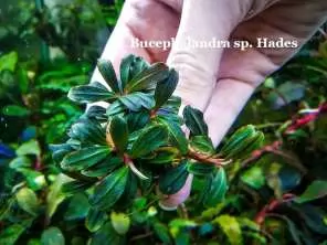 Bucephalandra sp. Kapuas Hulu Order at ⁕ Mobids Plants ⁕