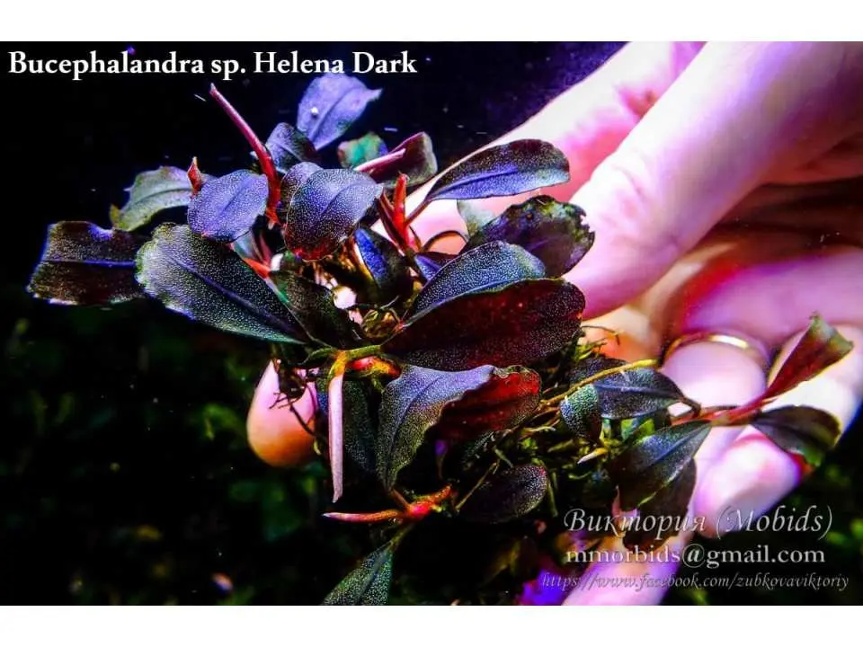 Bucephalandra sp.\"Bukit Kelam-2\"(タグ付き) Bucephalandra sp.