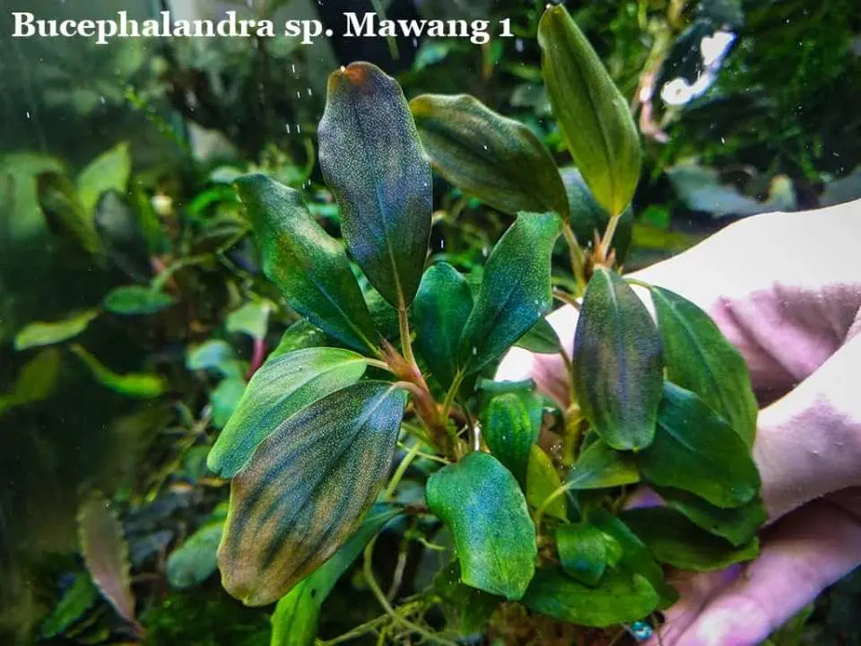 水草育成 Bucephalandra sp.Varigata narrow type PV 水草育成 Bucephalandra sp.Varigata PV 水草育成 Bucephalandra