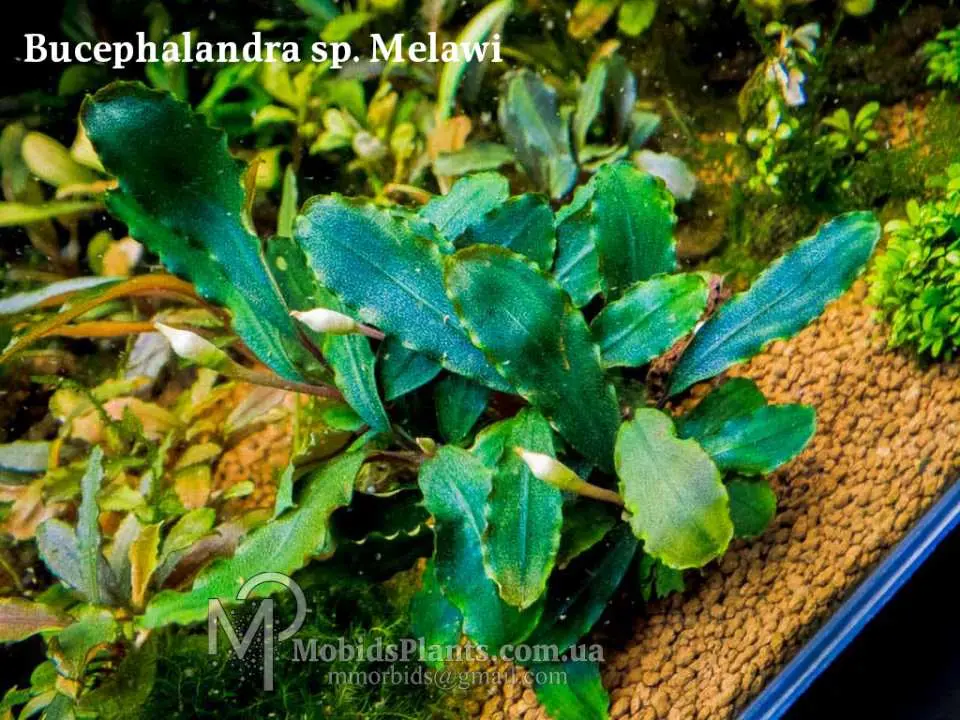 Bucephalandra sp.Sayan3 Melawi 【TB】 MF Aquatic Plants