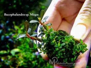 水草 Bucephalandra sp.Super Demos Bucephalandra sp.