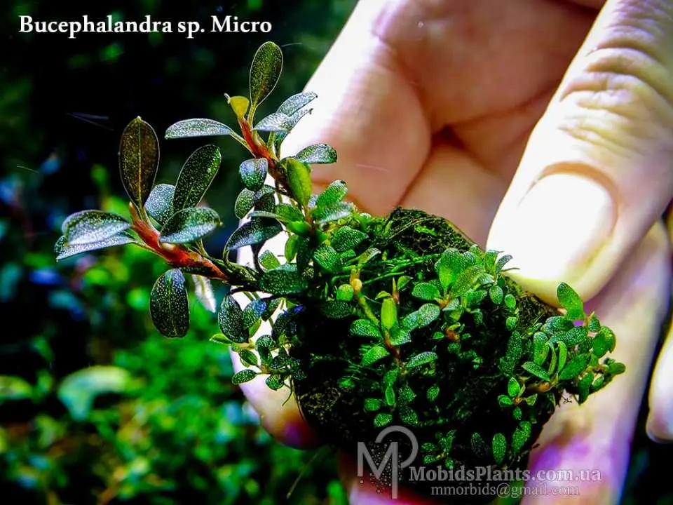Bucephalandra sp.”varigata “ Bucephalandra sp.