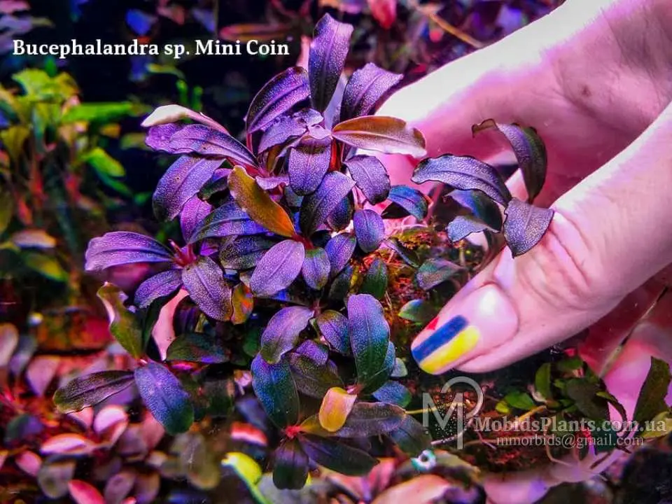 ブセファランドラ sp. Mini Coin ブセファランドラ sp. Mini Coin ブセファランドラsp.Mini Coin