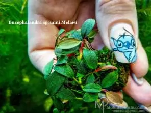 水草 Bucephalandra sp. Melawi Blue Bucephalandra sp. Melawi Blue Order at ⁕ Mobids Plants ⁕