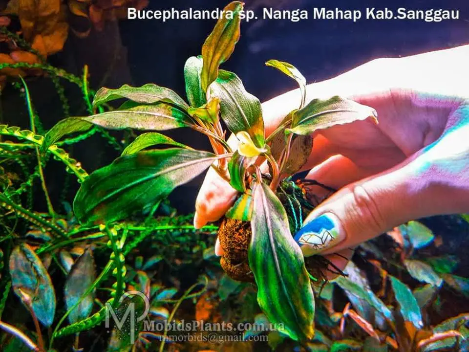 【TB便】Bucephalandra sp.\