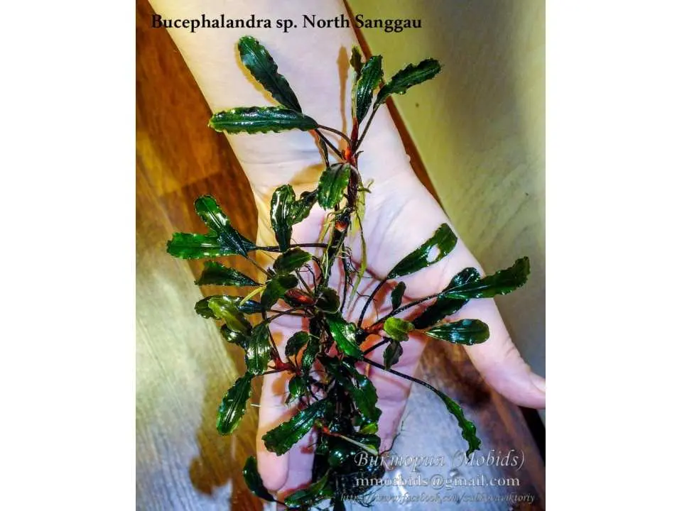 ブセファランドラ Bucephalandra sp.Noyan sanggau TB便