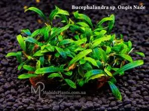 Буцефаландра Bucephalandra sp. Brownie Ghost Купить в