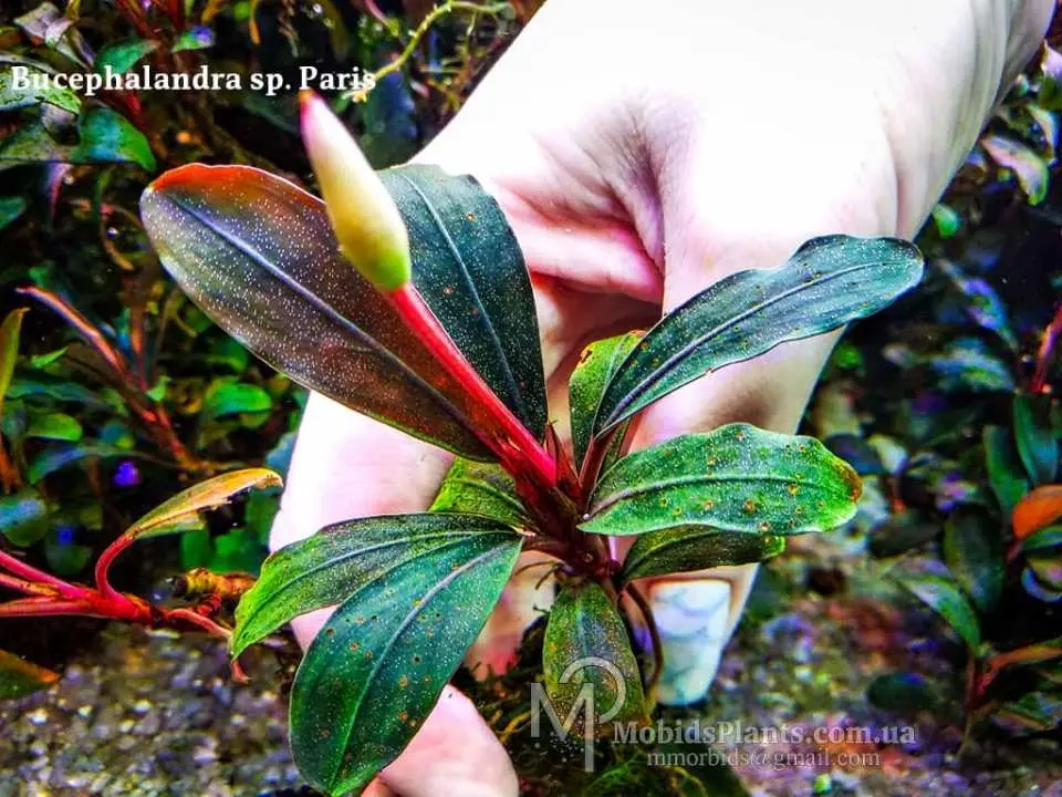 Bucephalandra sp. Paris Buy at ⁕ Mobids Plants ⁕