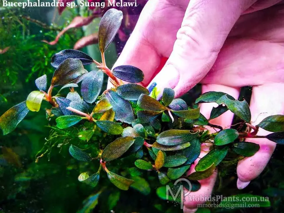 Буцефаландра Bucephalandra sp. Suang Melawi Купить в ⁕ Mobids Plants ⁕