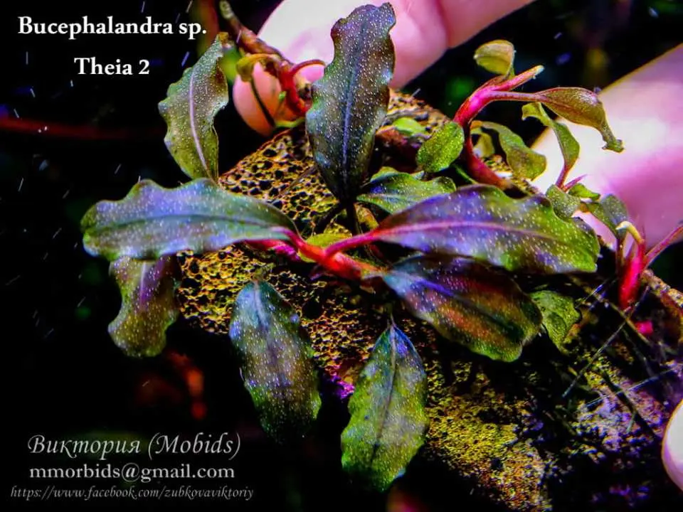 Bucephalandra sp. TheIA [AZ0811-11] Bucephalandra sp. Theia — 2