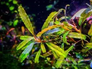 Bucephalandra sp. Blue Theia type 2 Order at ⁕ Mobids Plants ⁕