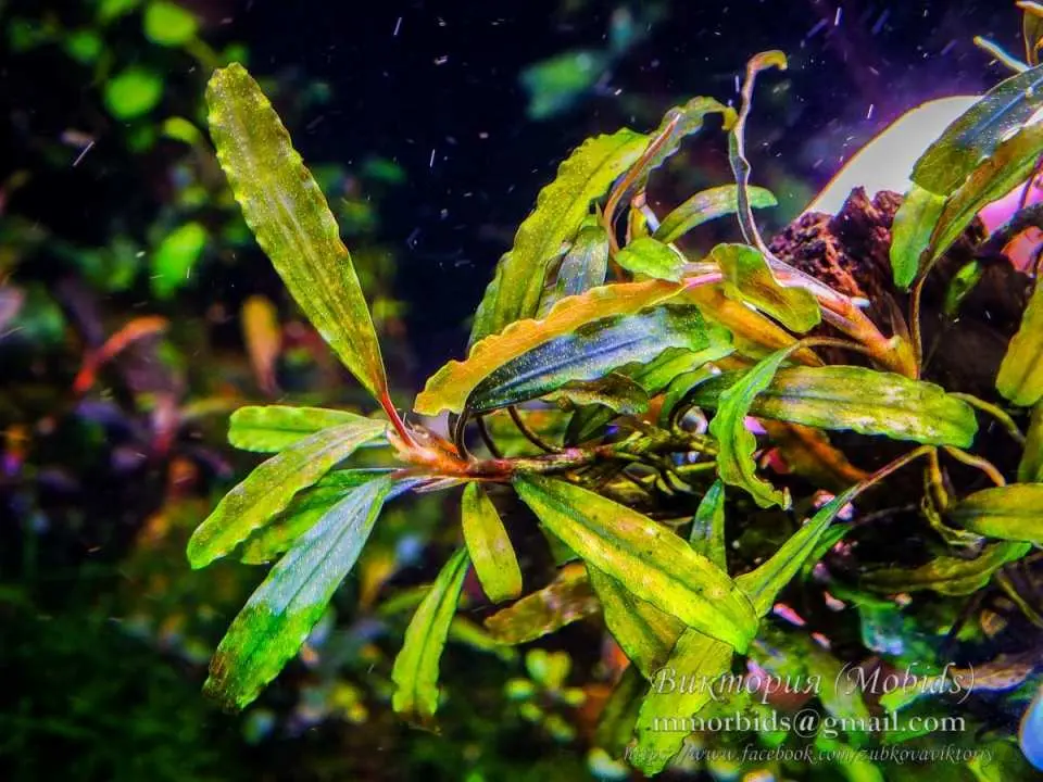水草 Bucephalandra sp. \"Janda tua\" kalteng Bucephalandra sp. 