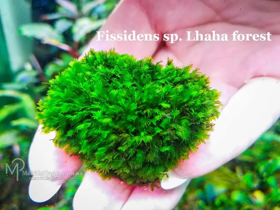 Yalangoch qizlarning bolinish suratlari Rus swinger xotini porno