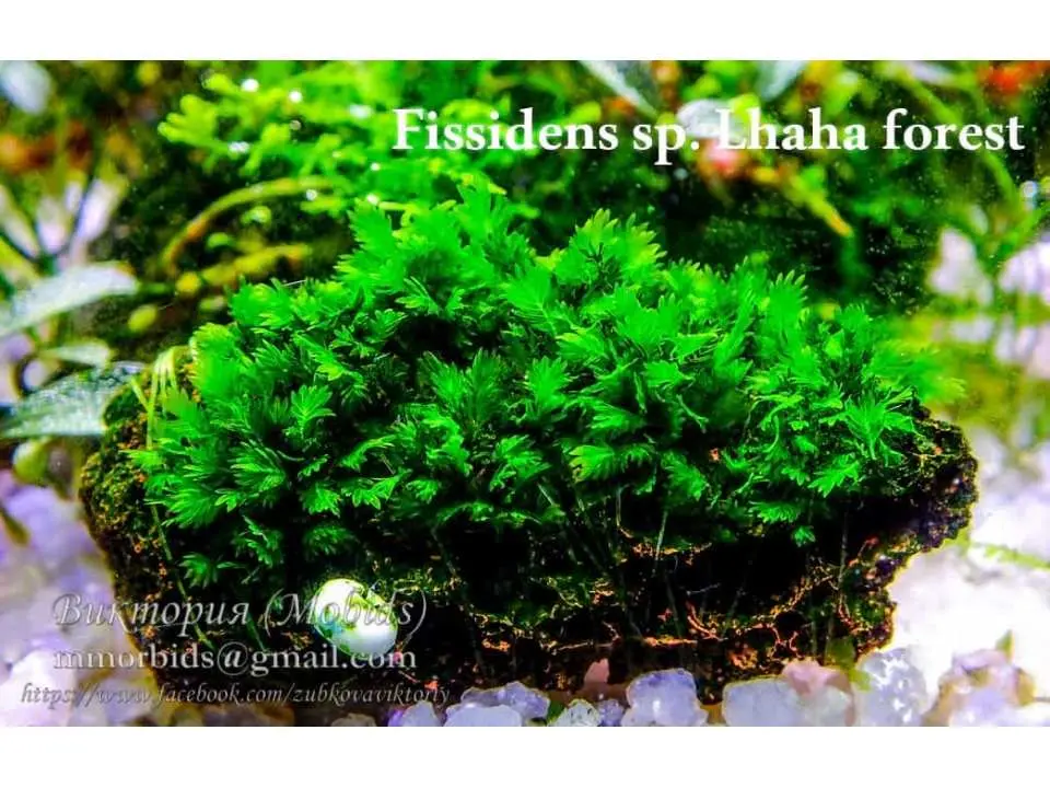 Seksual Sasuke ishtirokidagi Naruto porno video