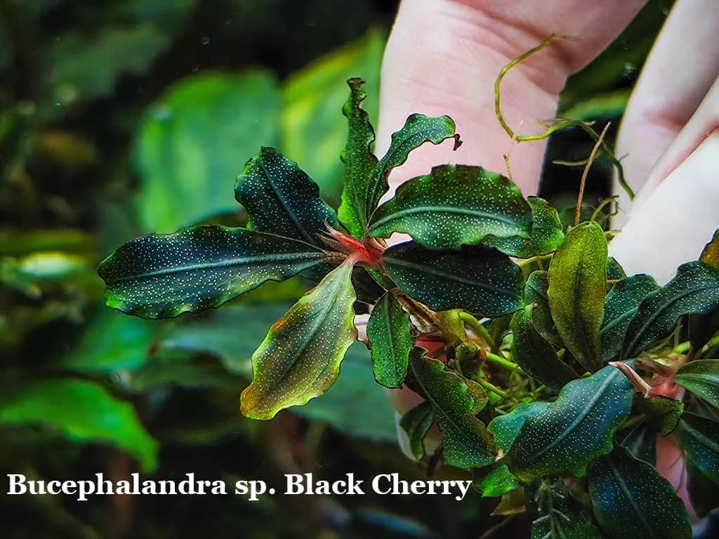 専用　Bucephalandra sp. Black herrykafa Купити Буцефаландри В Україні | MobidsPlants