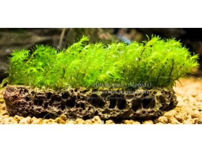 Barbula sp. millimeter moss