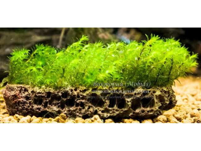 Мох Міліметр (Barbula sp. millimeter moss)