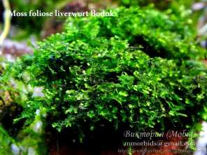 Мох Moss foliose liverwort Bodok