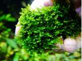 Мох Буцефаландра (moss sp. Bucephalandra)