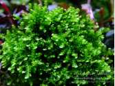 Мох Буцефаландра (moss sp. Bucephalandra)