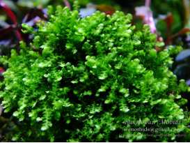 Мох Буцефаландра (moss sp. Bucephalandra)