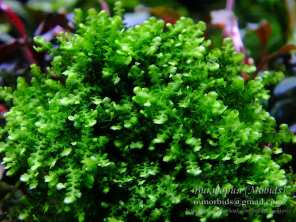 Мох Буцефаландра (moss sp. Bucephalandra)