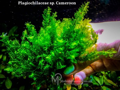 Мох Камерун (Plagiochilaceae sp. Cameroon) Мох Камерун (Plagiochilaceae sp. Cameroon)