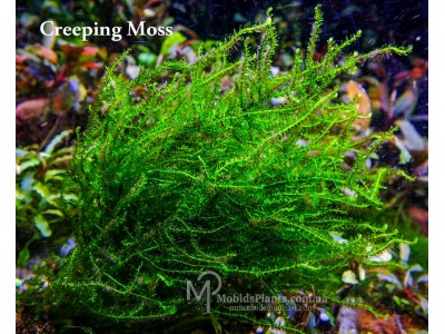 Creeping Moss - Vesicularia sp.