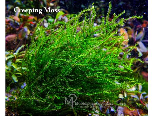 Creeping Moss - Vesicularia sp.