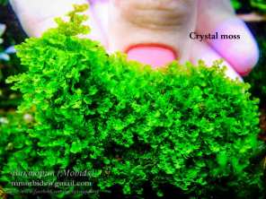 Мох Crystal moss