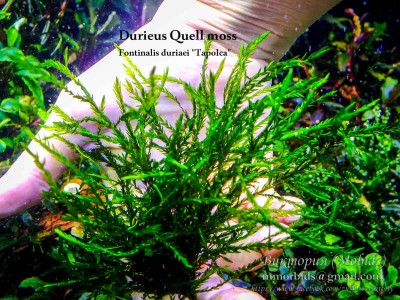 Durieus Quell moss - Fontinalis duriaei "Tapolca"