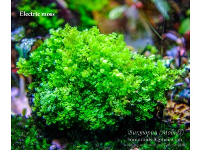 Мох Electric moss