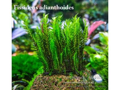 Fissidens adianthoides Fissidens adianthoides