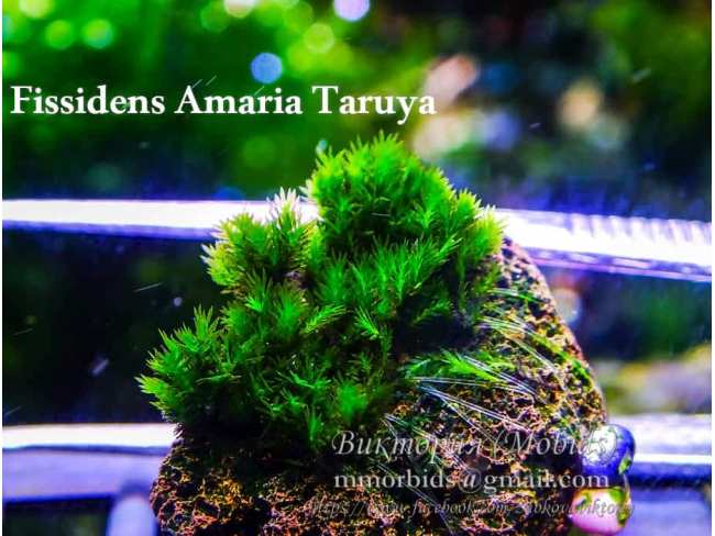 Fissidens Amaria Taruya