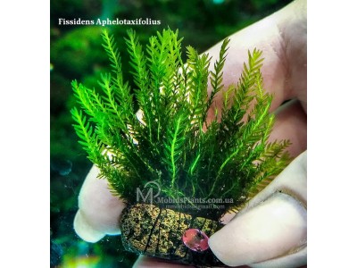 Fissidens Aphelotaxifolius Fissidens Aphelotaxifolius