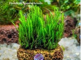 Fissidens Appalachensis