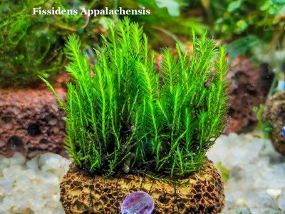 Fissidens Appalachensis Fissidens Appalachensis