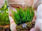 Fissidens Appalachensis
