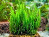 Fissidens Appalachensis