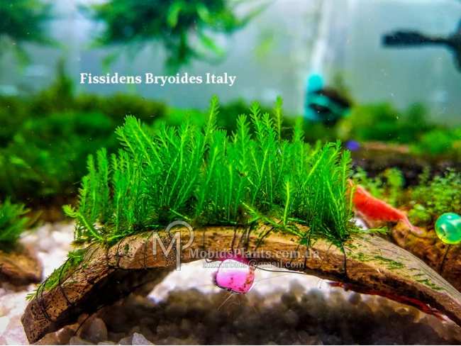 Fissidens Bryoides Italy