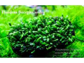 Fissidens Bucephalandra