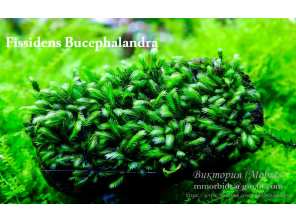 Fissidens Bucephalandra