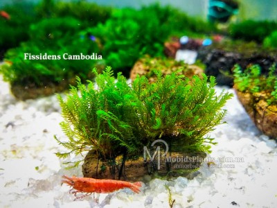 Fissidens Cambodia Fissidens Cambodia