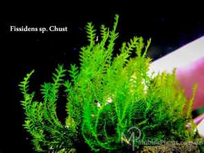 Fissidens sp. Chust